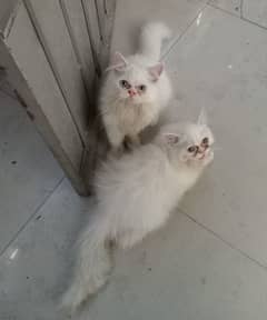 WHITE PERSIAN KITTENS