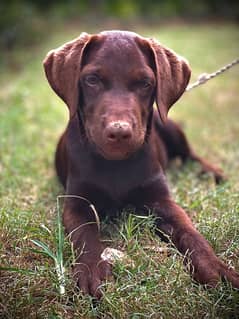 chocolate labrador male puppy of 4 months available . a bit trained