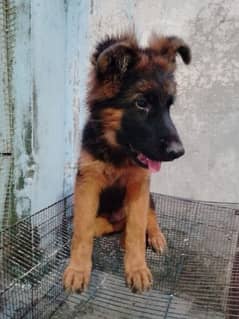 German shepherd puppies available for sale