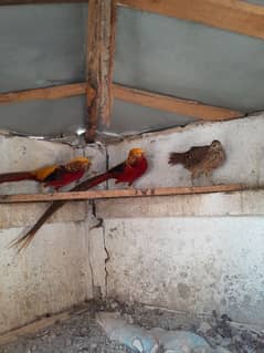 birds for sale