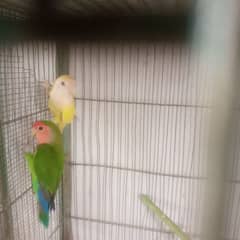 love bird lotino crimo  with cage