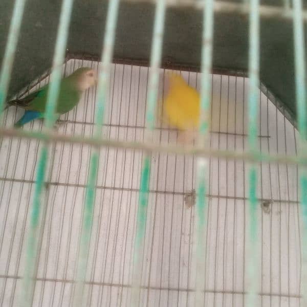 love bird lotino crimo  with cage 2