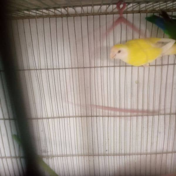 love bird lotino crimo  with cage 3