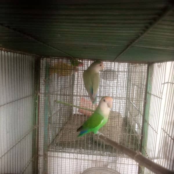 love bird lotino crimo  with cage 4