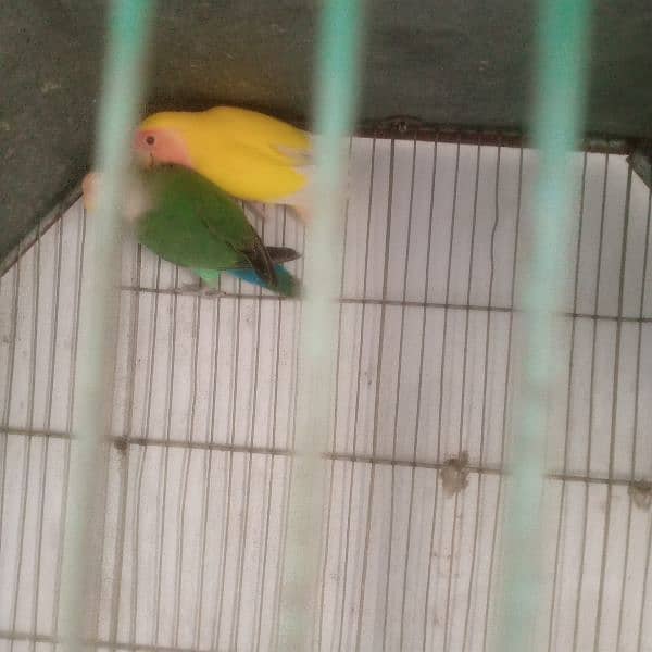 love bird lotino crimo  with cage 5