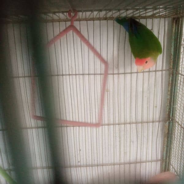 love bird lotino crimo  with cage 6