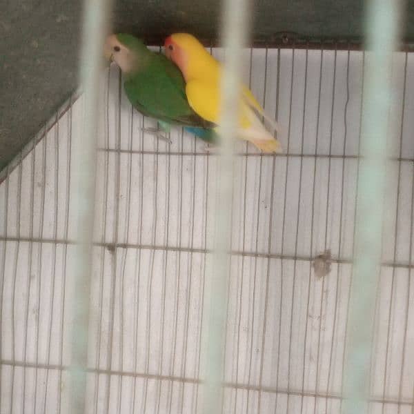 love bird lotino crimo  with cage 7