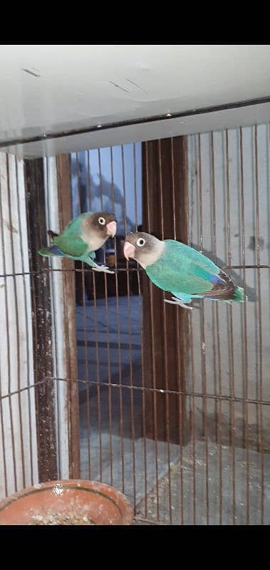 blue fisher split ino breeder pair 1