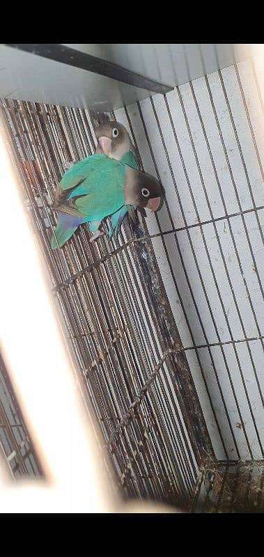 blue fisher split ino breeder pair 2