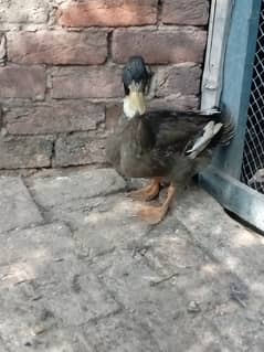 Ducks for sale