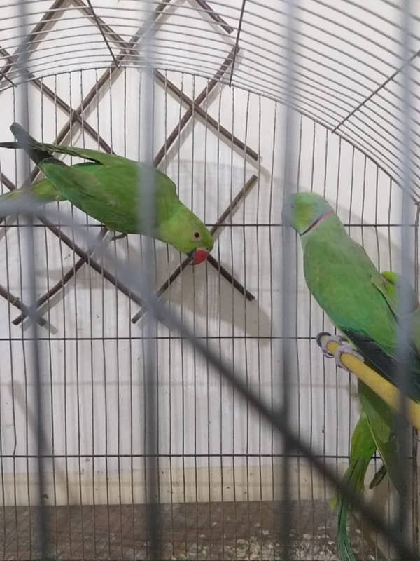 parrots 0