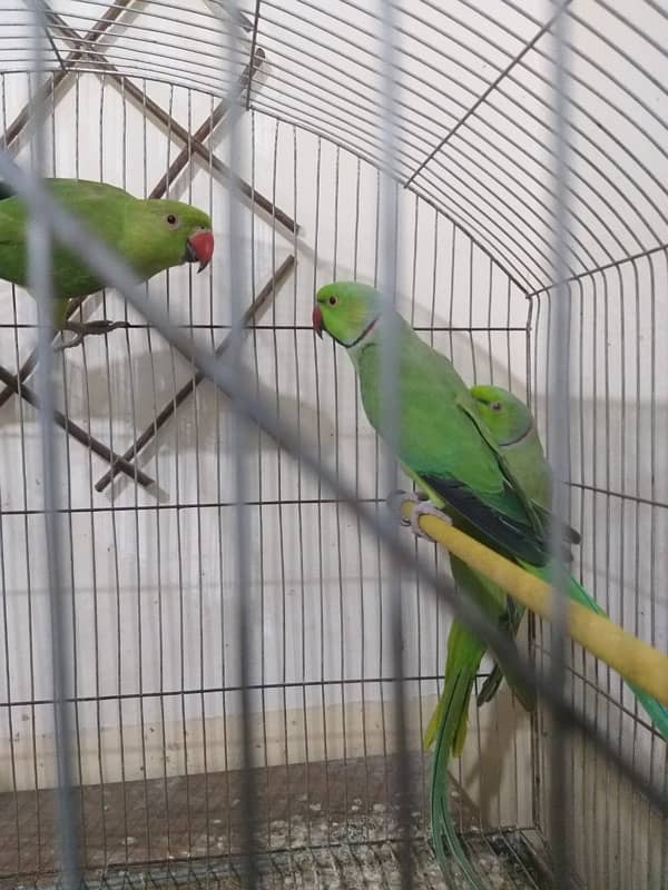 parrots 1