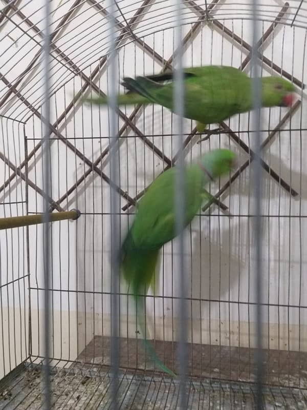 parrots 3