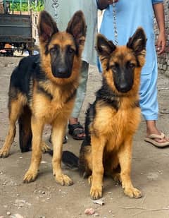 German shepherd 03234696626