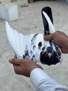 teddy pigeon for sell