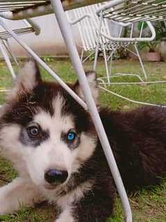 Siberian Husky Male Puppy