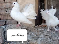 1 breeding pair or aik sath bacha for sale total 3 piece hain