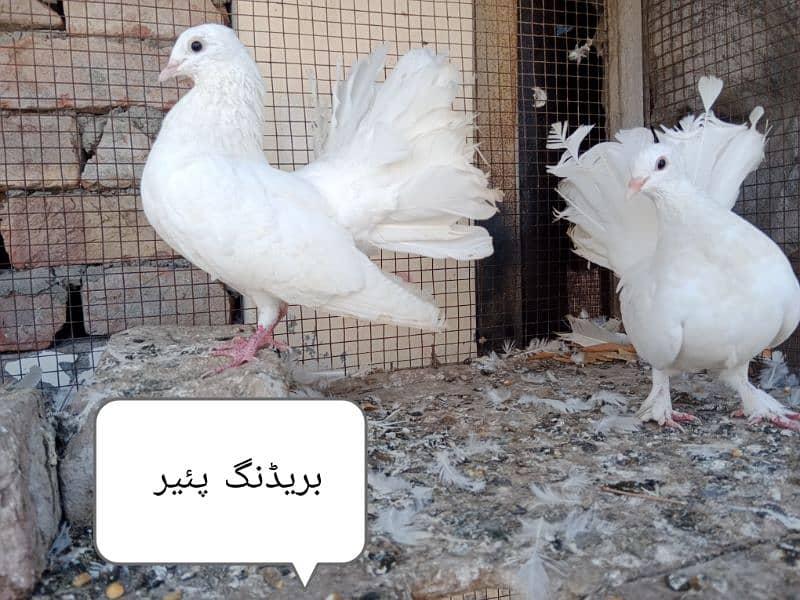 1 breeding pair or aik sath bacha for sale total 3 piece hain 0