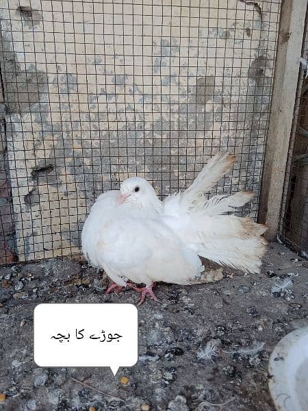 1 breeding pair or aik sath bacha for sale total 3 piece hain 1