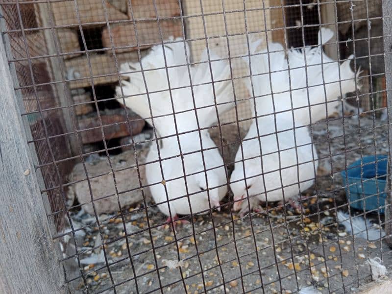 1 breeding pair or aik sath bacha for sale total 3 piece hain 2