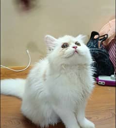 persian triple coat punch face female kittens