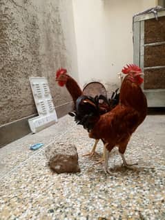 Aseel hens for sale both are male