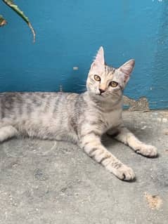 Persian cat grey colour