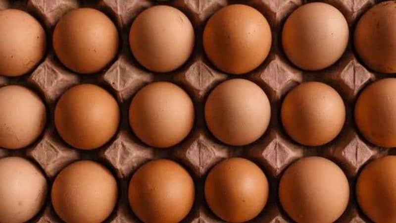 lohmann brown ur messri Eggs full try 900 0