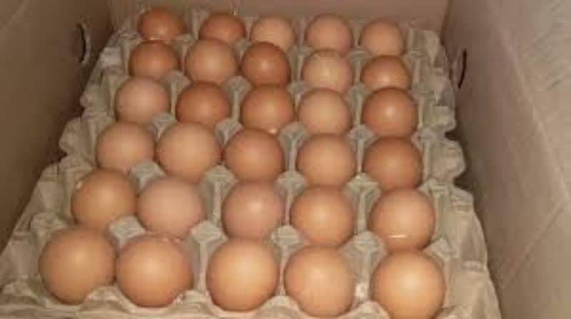 lohmann brown ur messri Eggs full try 900 1