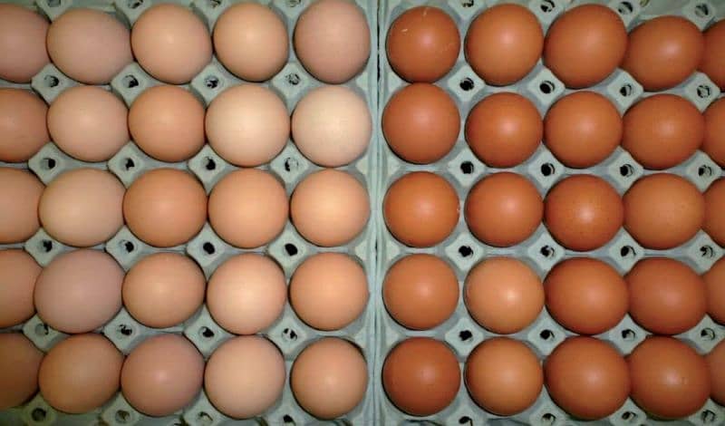 lohmann brown ur messri Eggs full try 900 3