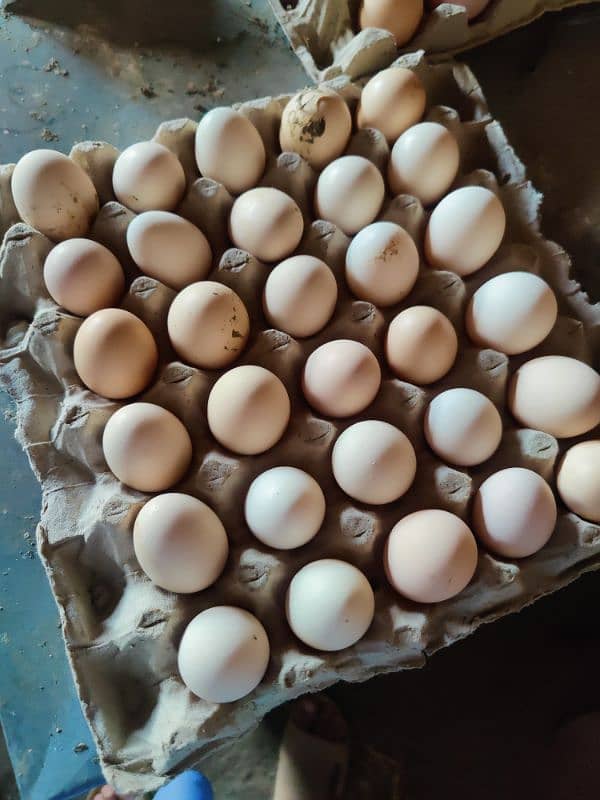 lohmann brown ur messri Eggs full try 900 4