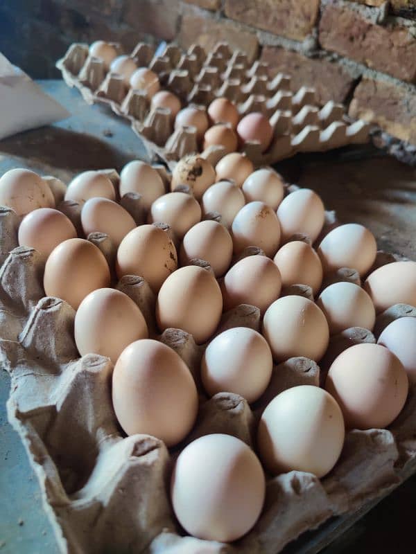 lohmann brown ur messri Eggs full try 900 5