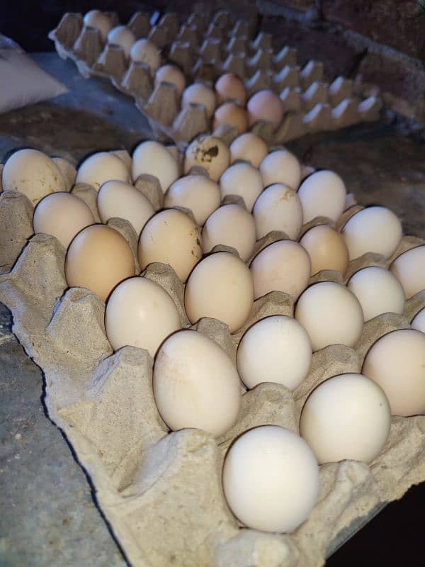 lohmann brown ur messri Eggs full try 900 6