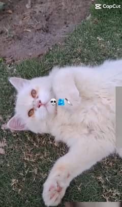 White Persian cat |Triple Coated | Full active and healthy