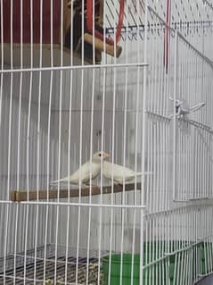 finches with cage 03020002633