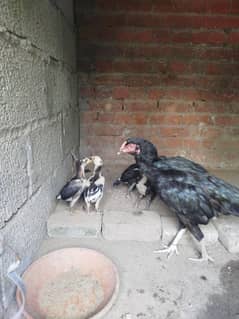 aseel lasani murgi (5 chicks for sale)