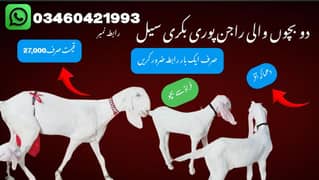 2 Bachon Wali Rajanpuri Bakri Sale Call 03460421993