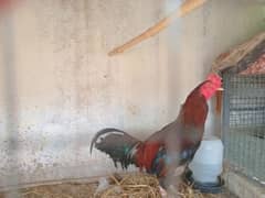 2 rooster for sale  active and breeder