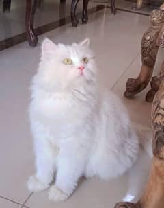 percian cats ,03255503415 my WhatsApp