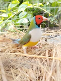 Common Gouldian Pair For Sale (Split Blue)