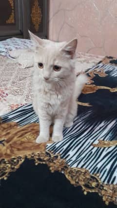 Persian kitten Golden