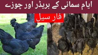 Indonesian Gray Tongue Ayam Cemani Chick | and bredars egg link