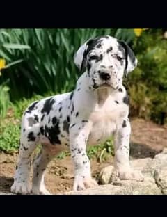 imported Great dane puppies available for sale