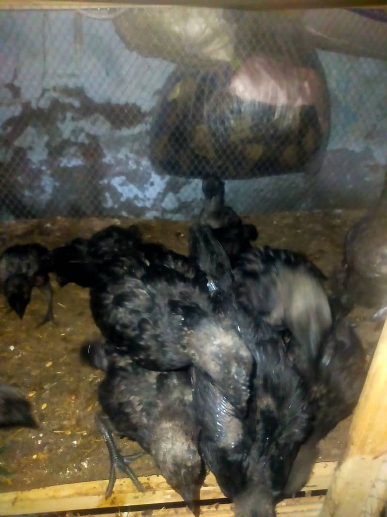 Indonesian Gray Tongue Ayam Cemani Chick | Egg | Tounge | 6