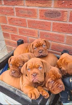 Imported French mastiff puppies available for sale