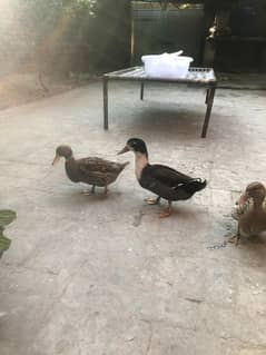 duck 2 female 1 male urgent sale