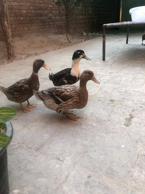 duck 2 female 1 male urgent sale 1