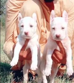 gultair pair / gultair dog gultair puppies for sale