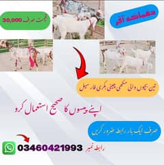 3 Kids 1 Goat Makhi Cheni For Sale Call 03460421993