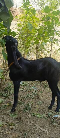 Black pure Amritsari beetal breeder bakra and female path